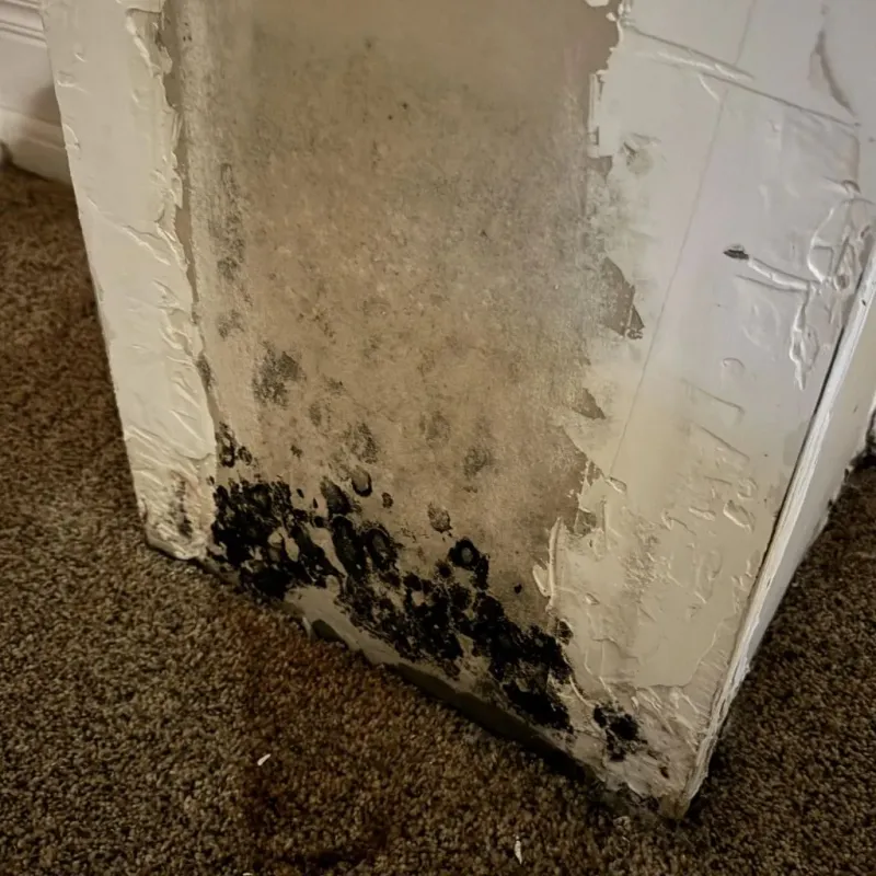 Professional Mold Removal in Hilliard, OH